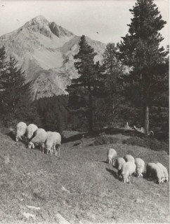 Mountain pasture