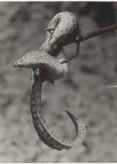 A moray eel hit with an harpoon. Egypt,