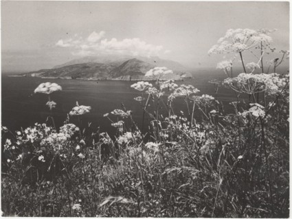 Blossom on Amalfi Coast