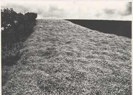 Chamomile field in Appignano, Italy,
