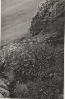 Blooming valerian