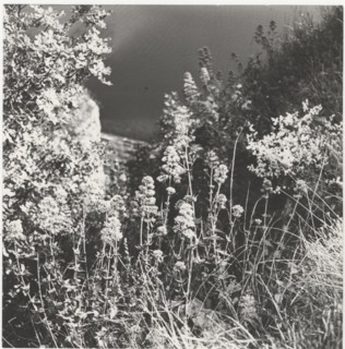 Blooming valerian. Monte Baldo, Italy,