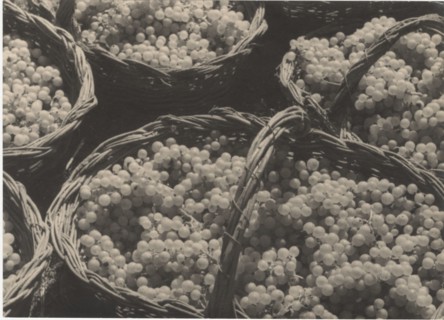 Bunch of grapes