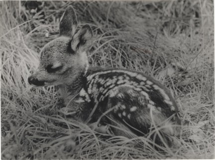 A roe deer