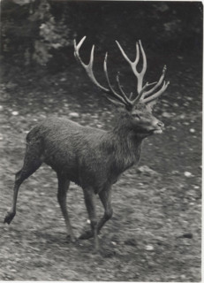 A deer in Salzburg Alpenzoo