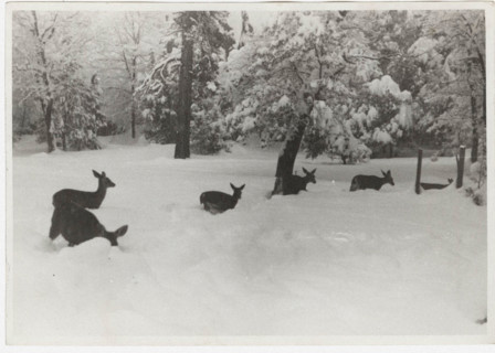 Deers in California, United States,