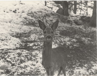 Deer