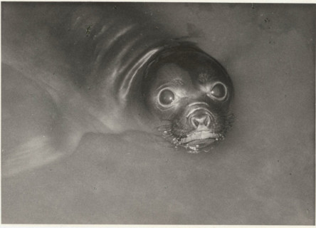 An elephant seal in Antwerp Zoo