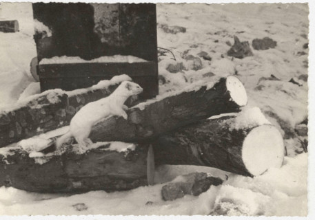 Ermine of the Alps. Pian Cavallo, Italian Alps,