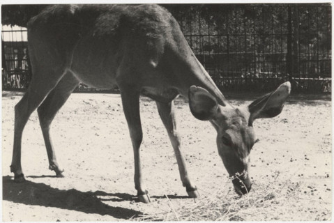 A gazelle in a zoo