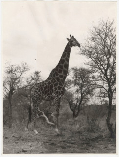 Kruger National Park, South Africa, a giraffe