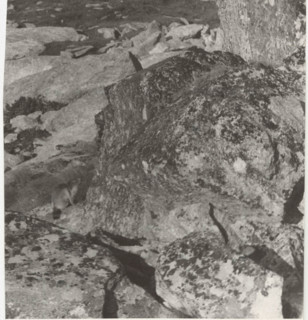 Marmot