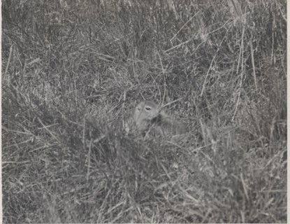 Blackheaded marmot