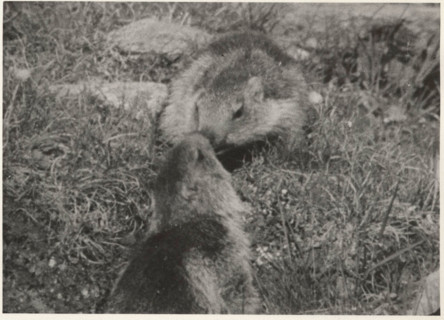 Marmots