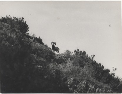 Mouflon