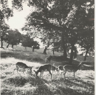 Farm mouflons in Nuoro, Italy