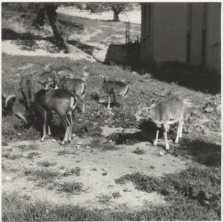 Farm mouflons