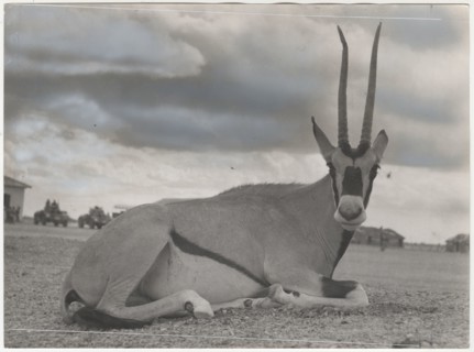 Oryx beisa