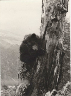 Bear in Val Genova, Italy
