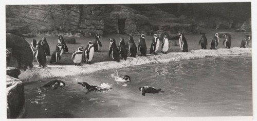 Penguins in Hamburg Zoo