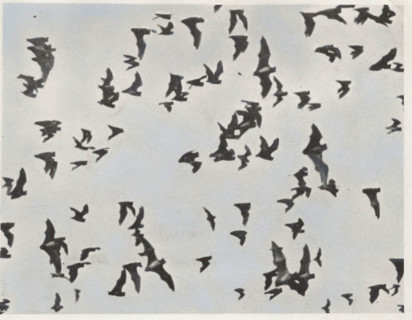 Flying bats