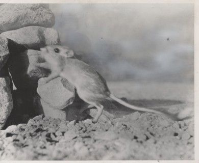 Dipodomys deserti. The desert kangaroo rat, California, United States,