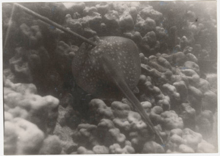 A breed fish pierced with a spear