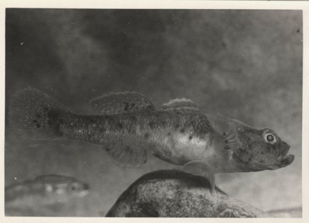 Bullhead fish