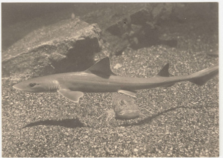 A small shark