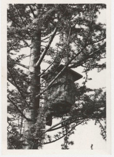 Artificial bird nest