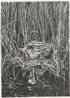 Bittern