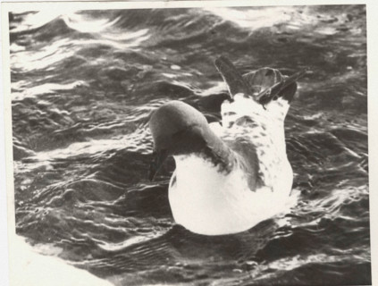 Cape petrel