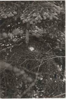 A sparrowhawk's nest
