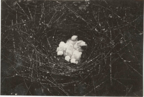 A sparrowhawk's nest