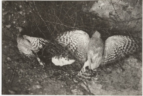 A sparrowhawk's nest