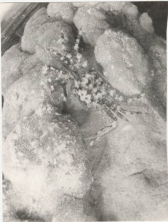 Crab