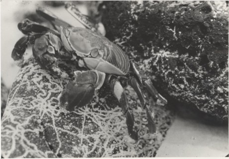 Crab of Galapgos islands