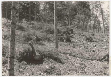 Eradication of silver fir trees