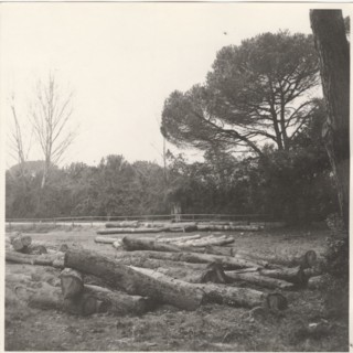 Pine trees turned into wood in Torre del lago Puccini, Lucca, Italy