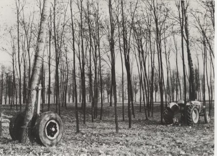 Deforestation with a cradle truck