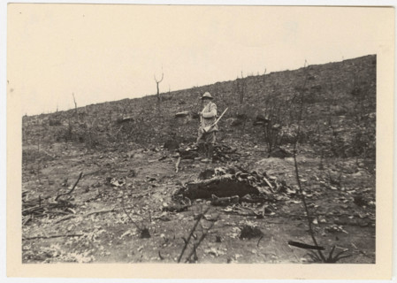 Burnt forest