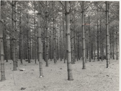 Reforestation, Piossasco, Italy
