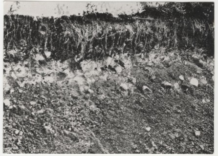 Reforestation works the socalled groana soil in Tradate, Italy