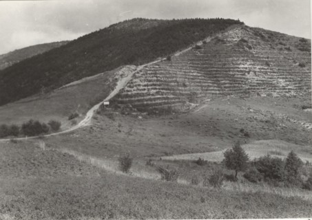 Mount Penice reforestation works the planting of Pinus Nigra trees
