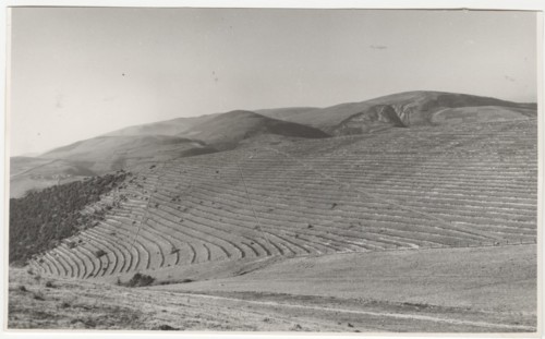 Reforestation works in Foligno, Italy