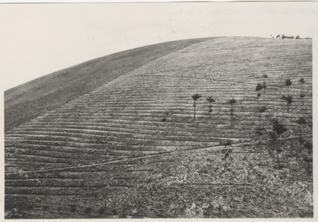 Monte Salviano reforestation