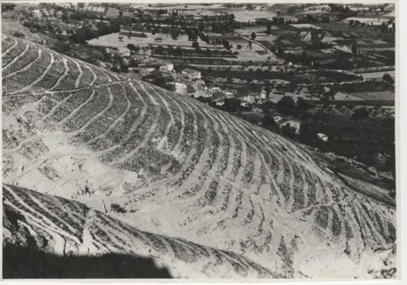 Monte Rua, reforestation