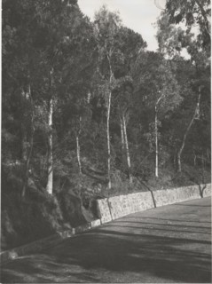 Portella San Rizzo reforestation by planting pine trees and eucalyptus