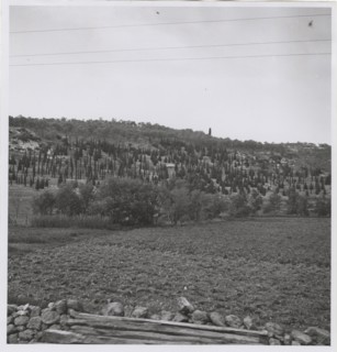 Reforestation in Sassari