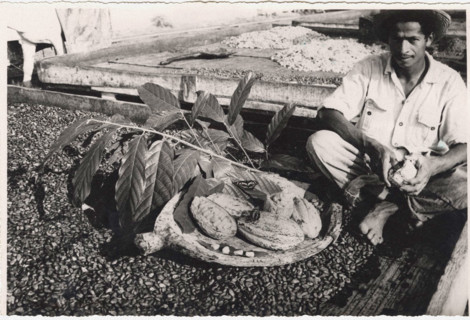 Cocoa berries protecting cocoa grains